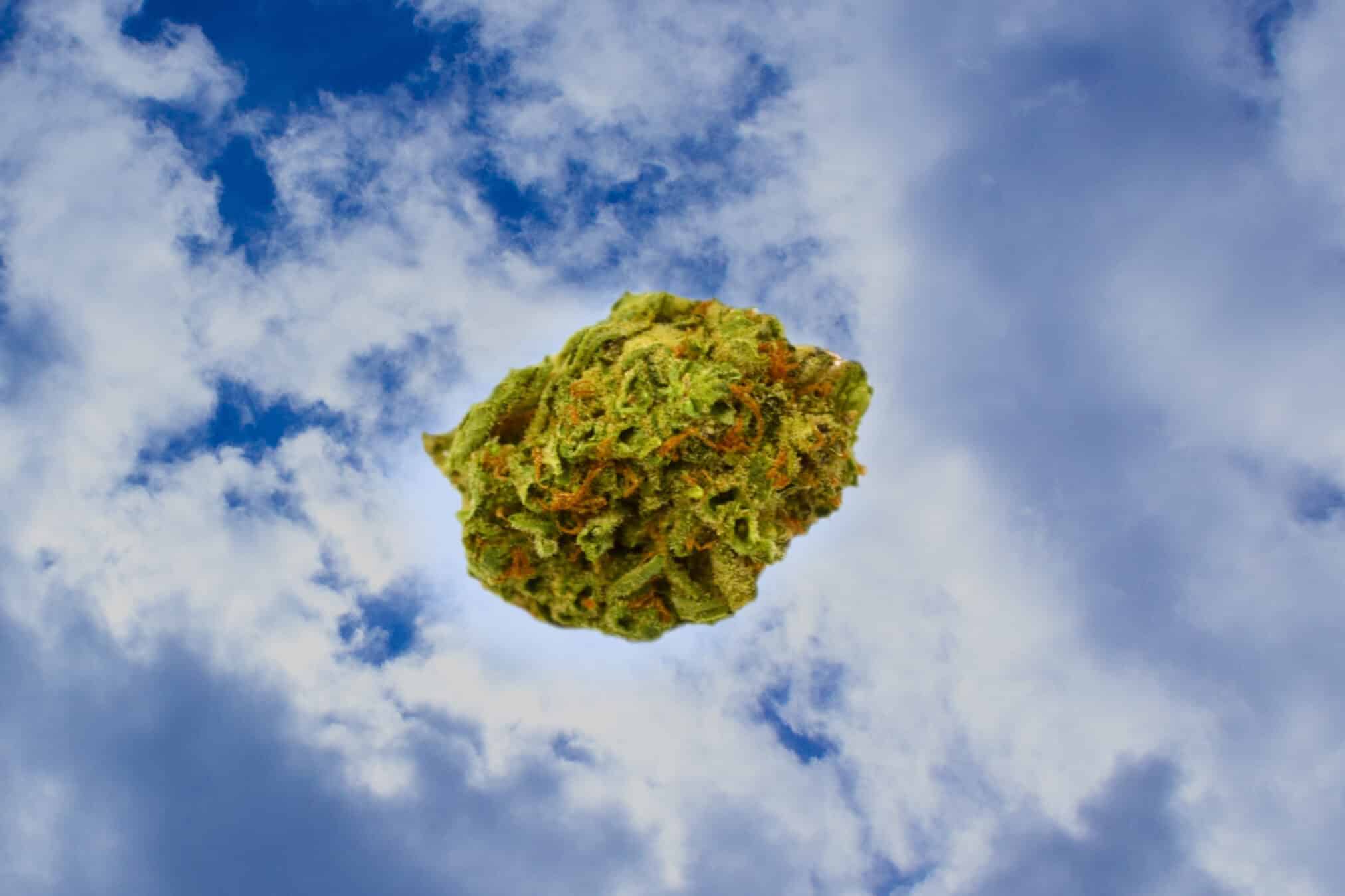 Cannabinthusiast | Medical Marijuana Review: Mimosa RBX