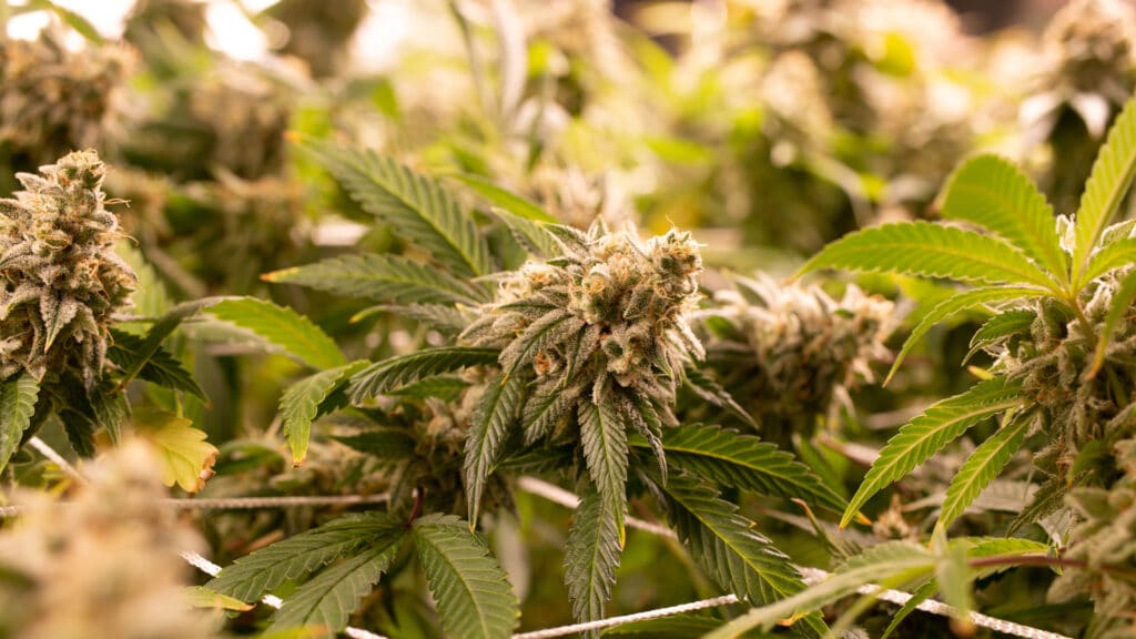 Cannabinthusiast | Medical Marijuana Review: Lilac Diesel
