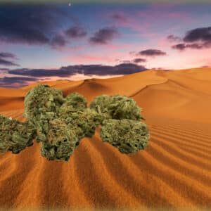 Medical Marijuana review: Mo Rockin’ Kush