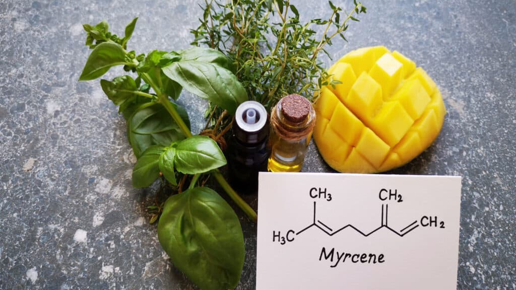 Cannabinthusiast | Terpene Talk: Myrcene