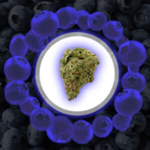 Cannabinthusiast | Medical Marijuana review: Blueberry Headband