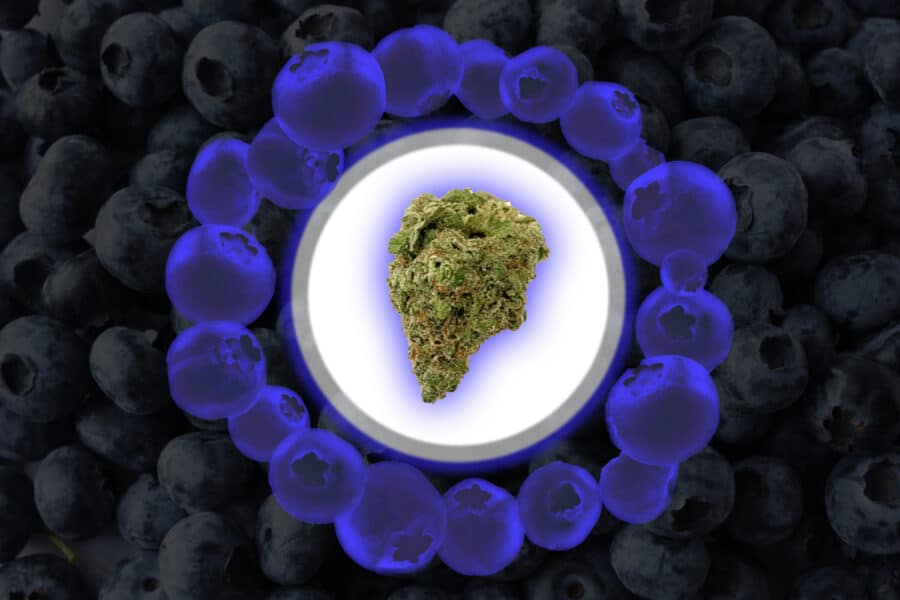 Cannabinthusiast | Medical Marijuana review: Blueberry Headband