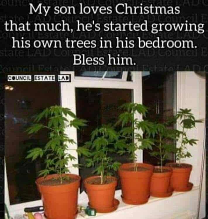 Cannabinthusiast | Dank Memes | Christmas Trees