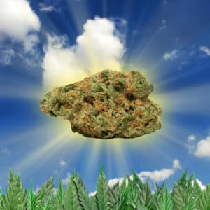 Medical Marijuana review: Jenny Kush