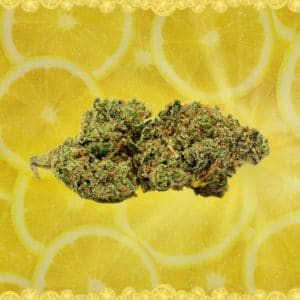 Medical Marijuana review: Super Lemon Haze