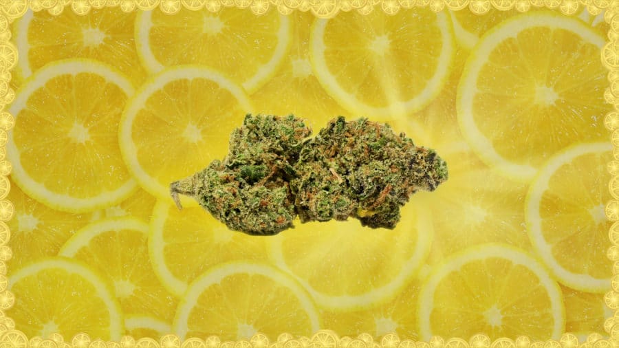 Cannabinthusiast | Medical Marijuana Review: Super Lemon Haze