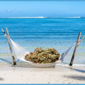 Medical Marijuana review: Ocean Beach